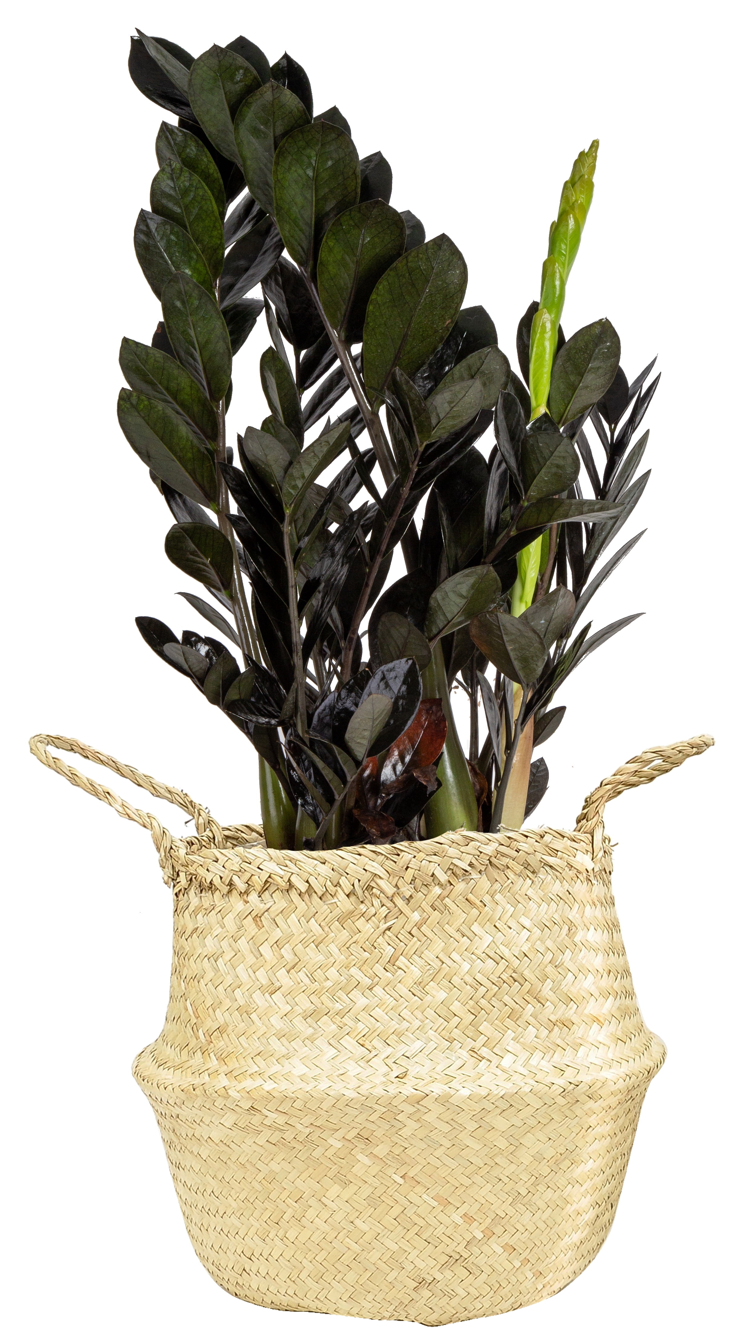 Costa Farms Live Indoor 2ft Tall Trending Tropicals Black Zz Raven Shade Plant In 10in Seagrass Basket Walmart Com