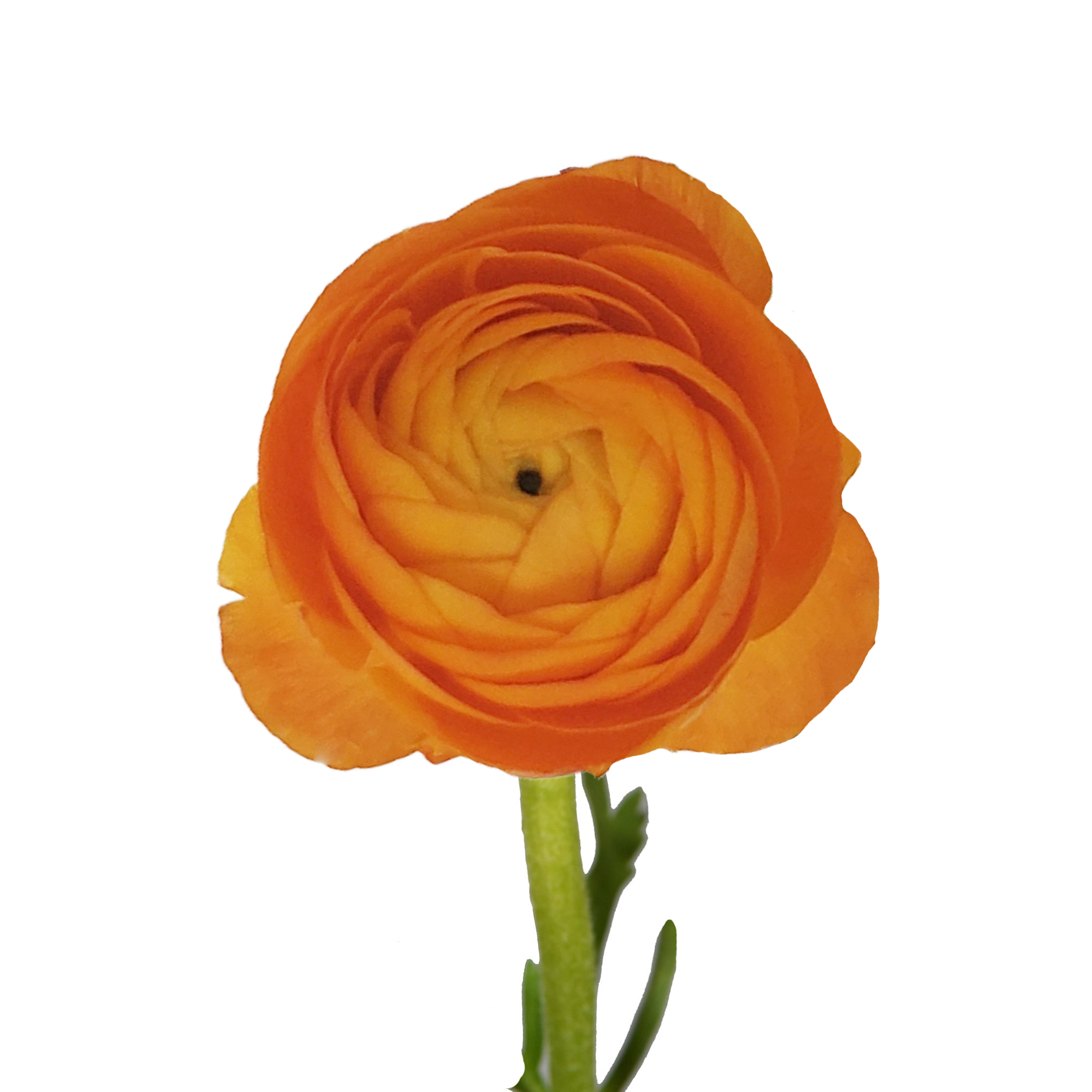 Orange Ranunculus Fresh Cut 140 Stems