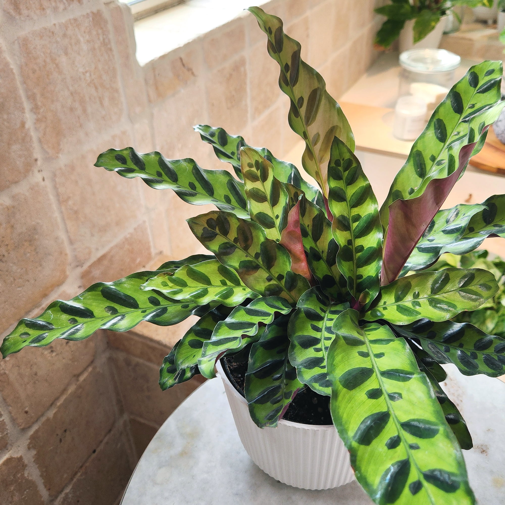 Element Rattlesnake Calathea Lancifolia Live Plant in 6" White Decor Pot (Approx 15" Tall)