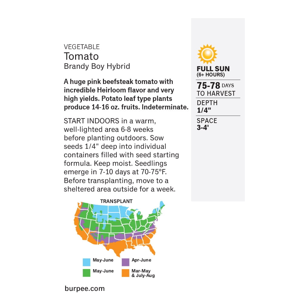 Burpee Brandy Boy Hybrid Tomato Vegetable Seed, 1-Pack