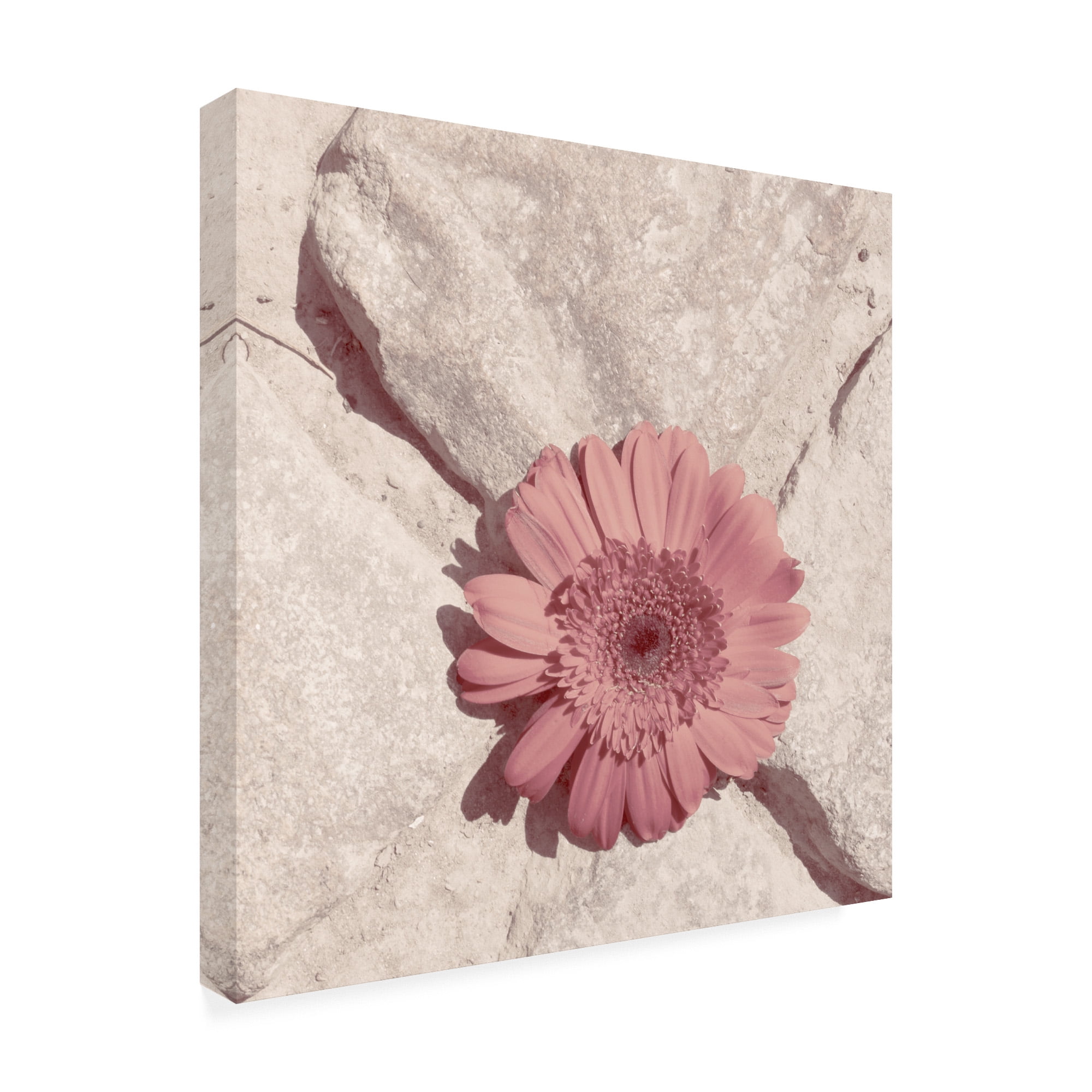 Trademark Fine Art 'Stone Blossom II' Canvas Art by Jason Johnson