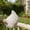 White, variant on Chicken Statue Rustic Rooster & Hen Figurines, Hand-Painted Farmhouse Chicken Decor, Waterproof Indoor Outdoor Yard Garden Statues For Kitchen, Patio & Home Decor