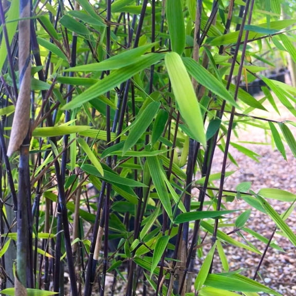 50 Winter Black Bamboo Seeds Privacy Plant Garden Shade Exotic Screen 425 US SELLER