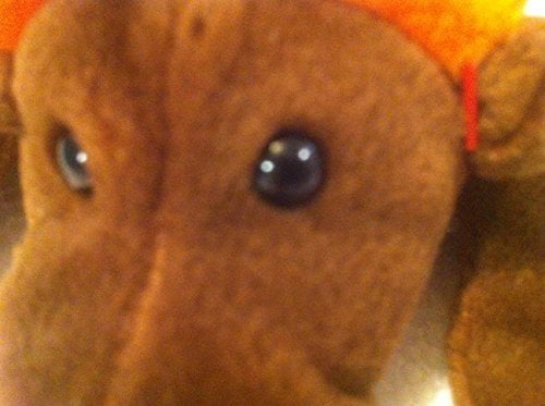 ty moose stuffed animal