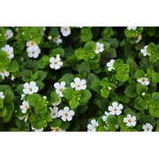 Proven Winners 1.56PT Bacopa Sun Annual Assorted Colors with Grower Pot