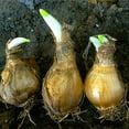 thumbnail image 4 of Daffodil, Low Maintenance - Easy Grow - Ideal for Beds Borders, Plant Pots & Planters, 4 of 7