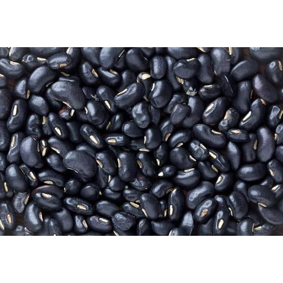 Black Bean Seeds for Planting - 30 Seeds - Easy to Grow, Very Healthy