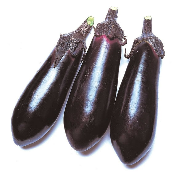 Eggplant Seeds - Money Maker 2 - Hybrid - 500 Mg Packet ~113 Seeds - Non-GMO, F1 Hybrid - Asian Garden Vegetable