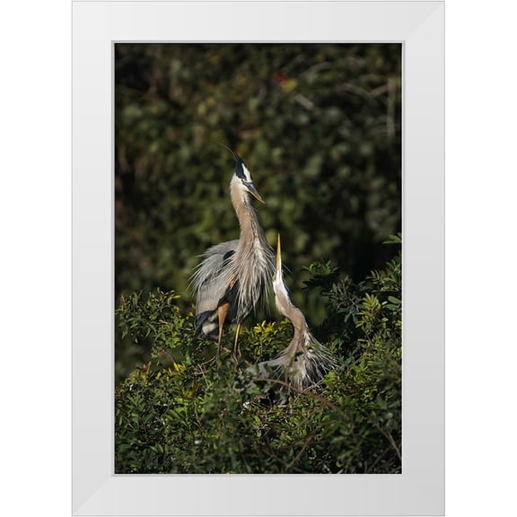 Jones, Adam 11x14 White Modern Wood Framed Museum Art Print Titled - Blue Heron nest-Venice-Florida