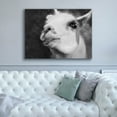 thumbnail image 4 of Epic Graffiti 'Lake Tobias Alpaca' by Lori Deiter, Canvas Wall Art, 54"x40", 4 of 8