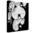 thumbnail image 2 of Orchid Portrait I By Jeff Maihara, 35" x 35" Fine Art Giclee Print on Gallery Wrap Canvas, Ready to Hang, 2 of 2