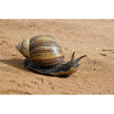 Giant African Land Snail Tanzania Canvas Art - Charles Sleicher  DanitaDelimont (18 x (Best Land Soldiers In Africa)
