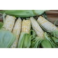 thumbnail image 3 of Zanadoo Sweet Corn Seeds, 3 of 3