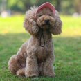 thumbnail image 4 of Adjustable Cat Dog Travel Visor Hat Ear Holes Pet Baseball Hat Sun Cap PINK XL, 4 of 8