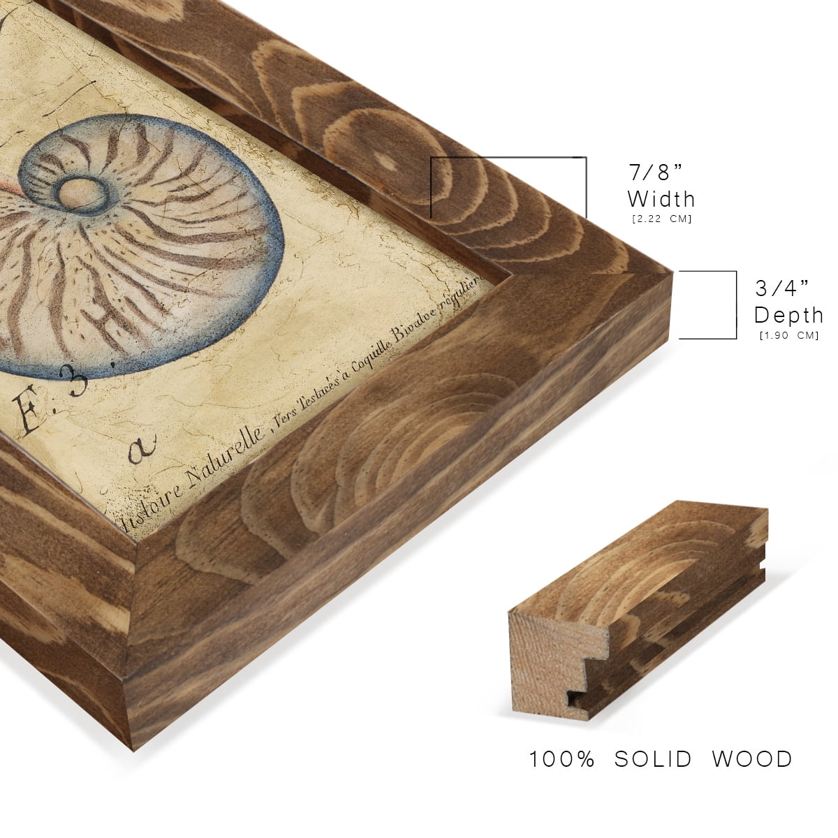 Seashell Ephemera II - Framed Print w/glass - Walnut
