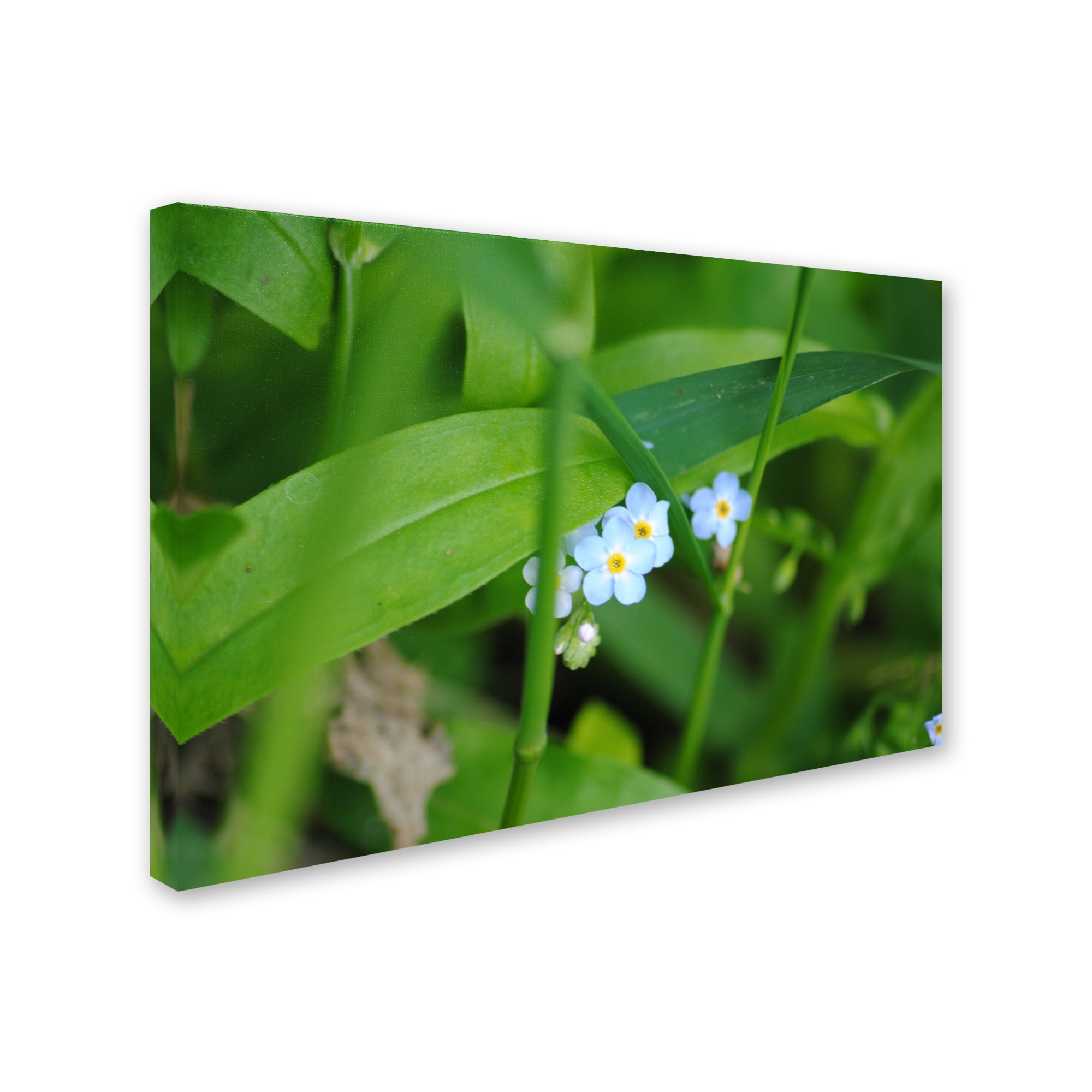 Trademark Fine Art "Limited Perfection" Canvas Art by Monica Mize