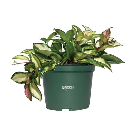 Nature's Way Farms Hoya Carnosa Variagated Live Plant (7-11 inches Tall) in Growers Pot