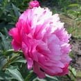 thumbnail image 3 of 10+ Seeds| Joker Peony Seeds - Authentic Seeds - Perennial Seeds~ GMO Free ~Flower seeds~ Vegetable seeds~ Asian Garden~ Herbs B5G1#B010, 3 of 5
