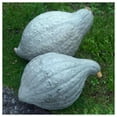 thumbnail image 3 of Everwilde Farms - 20 Blue Hubbard Winter Squash Seeds - Gold Vault Seed Packet, 3 of 5
