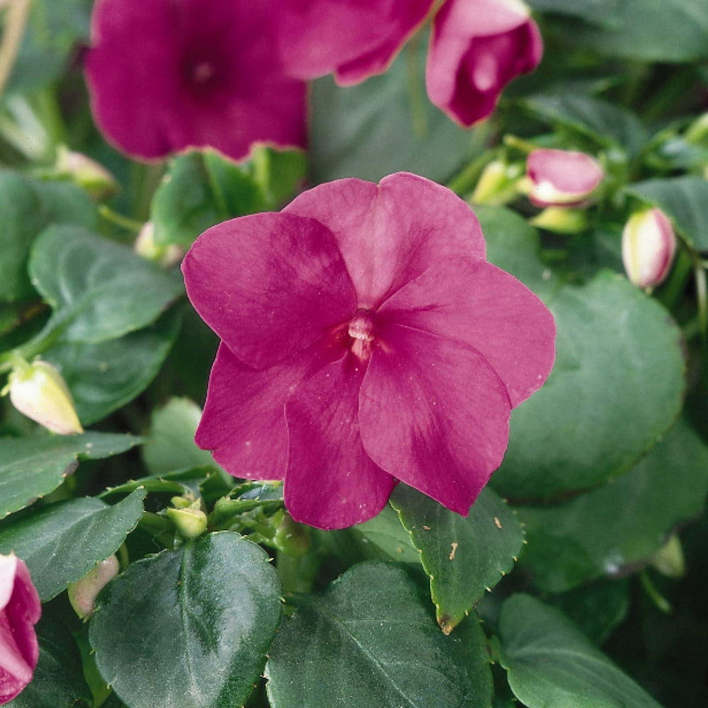 Impatiens Flower Garden Seeds F1 Dazzler Series Violet 500 Seeds