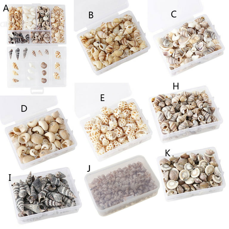 Tiny Sea Shells Mixed Ocean Beach Spirals Seashells Craft Charm for Shells  Small Conch for Home Decor DIY Craft 