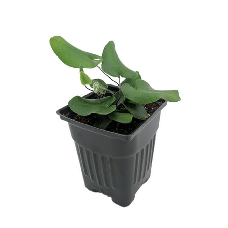 Floating Heart Fern - Hemionitis arifolia - 4" Pot