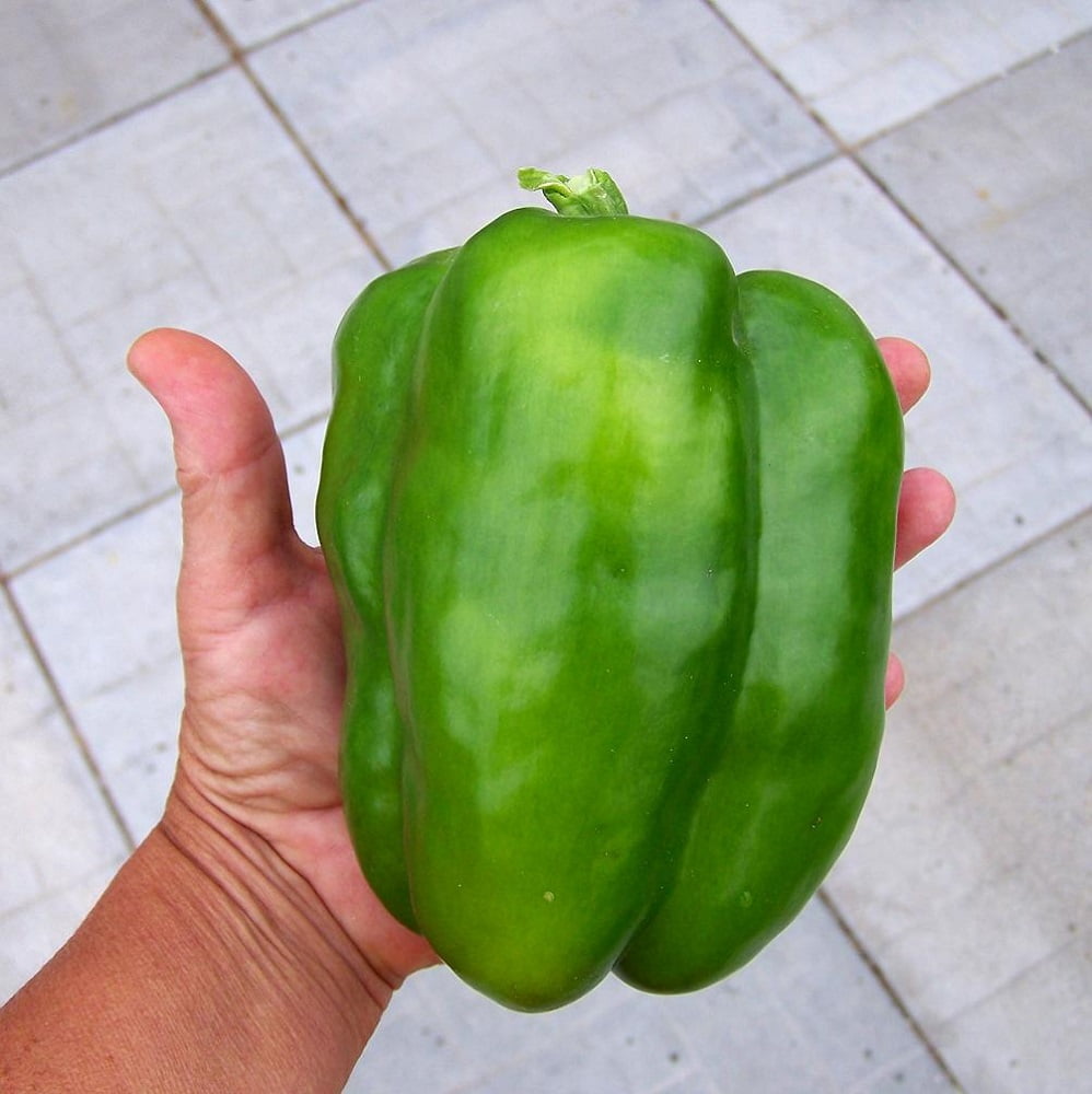 Big Bertha Sweet Pepper Plant - HUGE FRUIT - 3.5