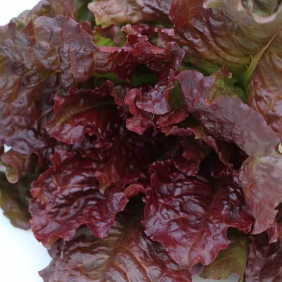 Sustainable Seed Company 300 Rouge d'Hiver Lettuce Plant Seeds, Organic, Heirloom, Open Pollinated, Non-GMO