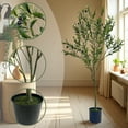 thumbnail image 4 of Artificial Olive Tree with Pot - 150CM (59") Real Touch Leaves, Pre-Potted & No Maintenance, Farmhouse Decor, 4 of 6
