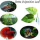 thumbnail image 4 of Xiao Hua Paquete de 2 almohadillas de hojas para peces Betta que mejoran la salud simulando su hábitat natural. Área de descanso natural, orgánica y cómoda para adornos de acuario., 4 of 5