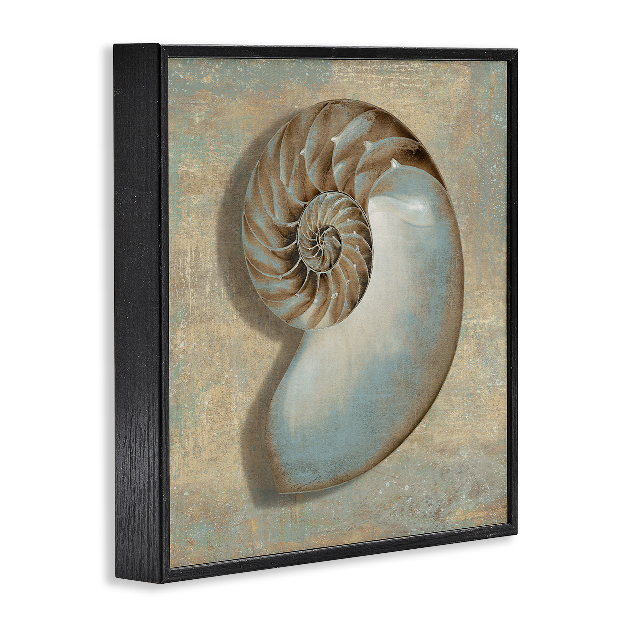 Stupell Industries Shell Beach Objects Design Nature Painting Black Framed Art Print Wall Art, 24 x 24