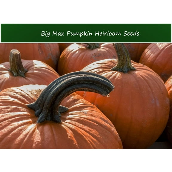 Tropical SEEDS-Big Max Pumpkin 20 Seeds -Vegetable Seed -- Perfect for Carving-   Dependable Giant - Serendipity Seeds