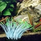 thumbnail image 3 of Anémona de mar luminosa artificial, simulación de plantas de coral de silicona, adorno de anémona de mar brillante con ventosa para decoración de peces de acuario, 3 of 8