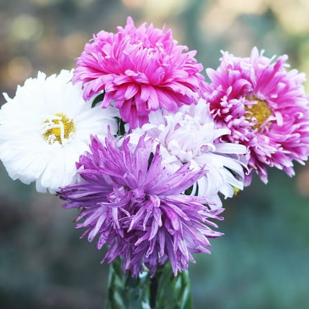 Aster Seed, Crego Mix, 200 Seeds Beautiful Vivid Bright Anuual Blooms