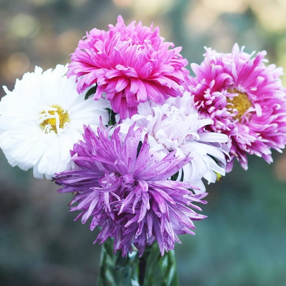 Aster Seed, Crego Mix, 200 Seeds Beautiful Vivid Bright Anuual Blooms