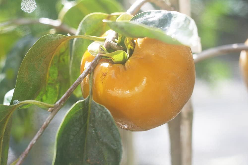 45ft Fuyu Asian Persimmon