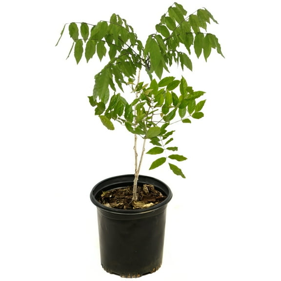 National Plant Network Live Perennial 1 gal Wisteria 'Blue' with Full Sunlight