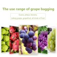 thumbnail image 2 of 100 Fruit Protection Bag Net Bags Grape Bunch Protection Against Birds And Insects Wasps Hornets 30 x 20 cm, 2 of 5