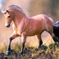 thumbnail image 4 of Breyer Horses Serie tradicional Zorah Belle de Sweetwater | Modelo de juguete de caballo | 12.25"" x 8"" | Escala 1:9 | Modelo #1869, 4 of 5
