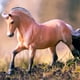 thumbnail image 4 of Breyer Horses Serie tradicional Zorah Belle de Sweetwater | Modelo de juguete de caballo | 12.25"" x 8"" | Escala 1:9 | Modelo #1869, 4 of 5