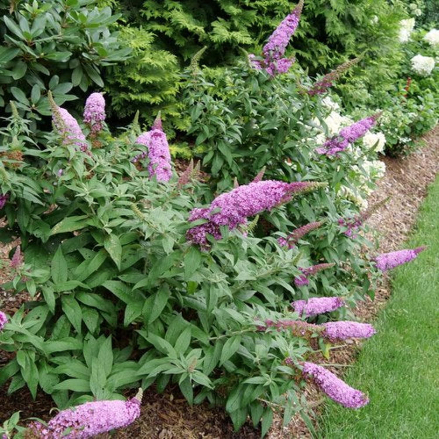 Proven Winners ColorChoice 5" Pugster Pinker Butterfly Bush Live Plant in 4.5" Pot (4 Count)
