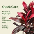 thumbnail image 2 of Tropical Plants of Florida 26" to 33" Hawaiian Ti Cordyline Red Sister Plant; Medium to Bright Light, Foliage Plant, 2 of 6