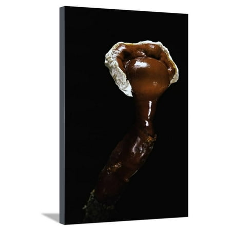 Lacquer Wall Ganoderma Lucidum (Reishi Mushroom, Lingzhi Mushroom, Lacquered Bracket) Stretched Canvas Print Wall Art By Paul Starosta ()