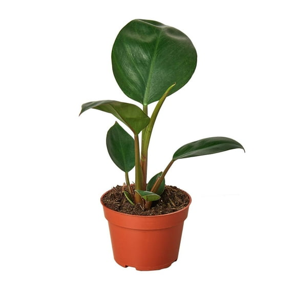 Philodendron 'Congo Rojo', 4" Pot, Indoor Houseplant, Easy Care, Live Plant for Indoor & Outdoor