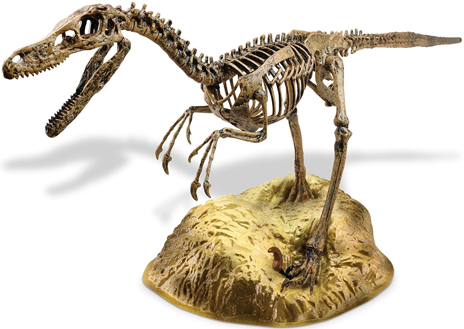 real velociraptor skull for sale