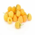 thumbnail image 2 of Anne Raspberry - 2 Golden Raspberry Plants - Everbearing - Organic Grown -, 2 of 3