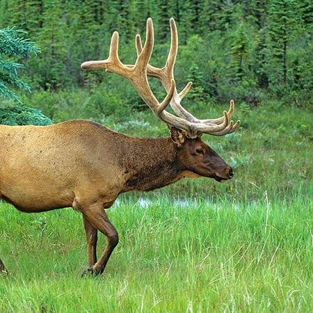 

Canada-Alberta-Jasper National Park Male elk walking by Jaynes Gallery - Item # VARPDXCN01BJY0358