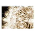 thumbnail image 4 of Tiptophomedecor Floral Wallpaper Wall Mural - Dandelion In Sepia, 4 of 6