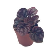 Red Peperomia caperata, Red Emerald Ripple, Frost, Platinum, in a 2 inch Pot Tiny Mini Pixie Plant