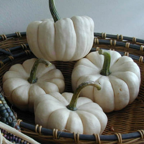 Treated Pumpkin Baby Boo Seed